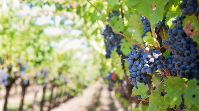 A vineyard in Samaria